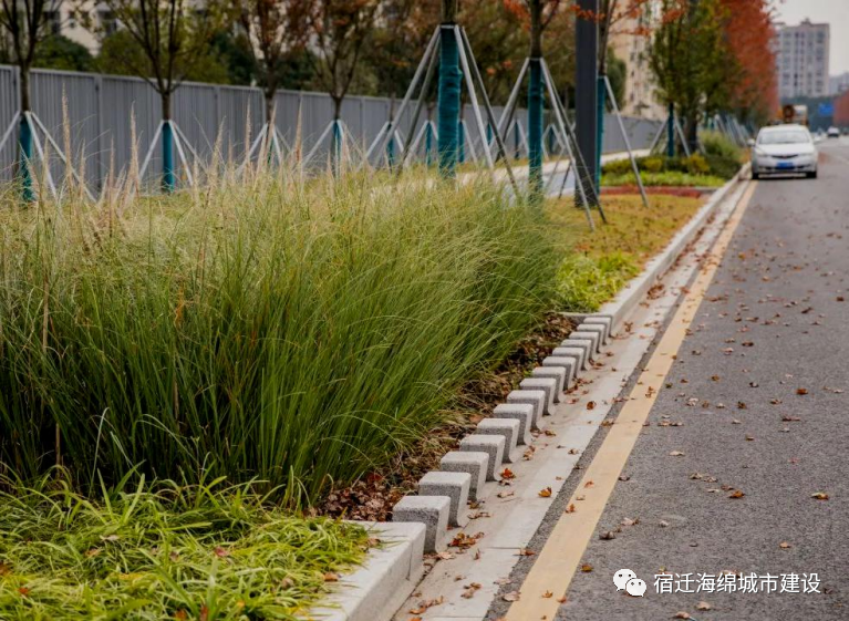 苏宿园区在市政道路工程中积极融入海绵城市理念(图5)