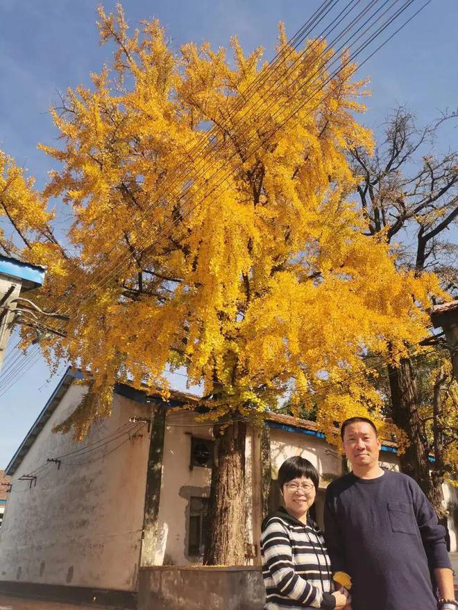 上海重大市政工程遇到也要“让路”！看过300棵古树他们却急了