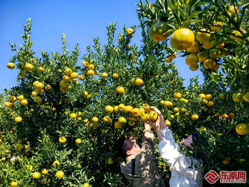 “镇”能量丨永春外山乡：农旅融合变现“金山银山”(图2)
